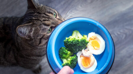 7 human foods that cats can enjoy