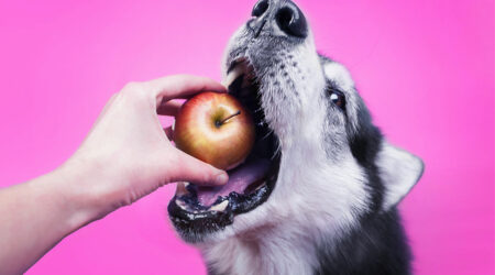 7 human foods safe for consumption by dogs