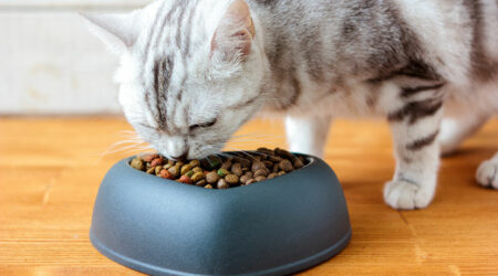 Top 7 vet-recommended foods for cats