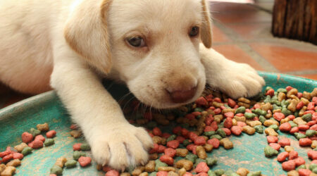 Top 5 foods for puppies