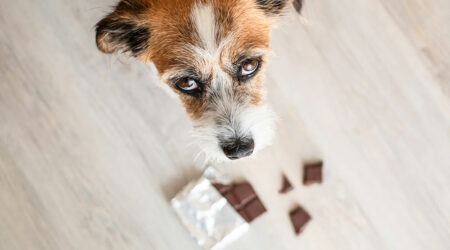 9 foods that are harmful for pets