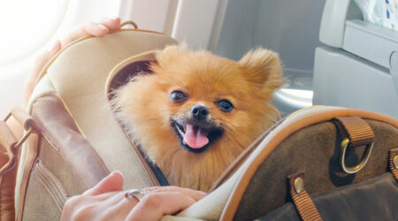 7 mistakes to avoid when adopting a dog